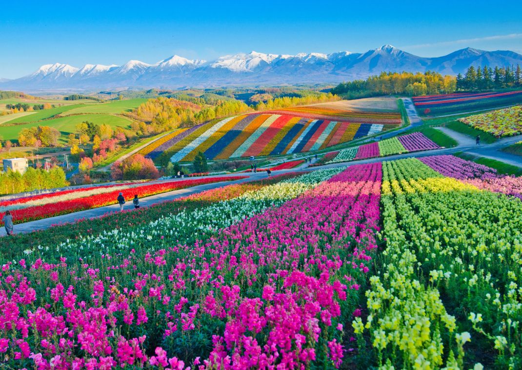 Blomstermarker i Hokkaido, sommer