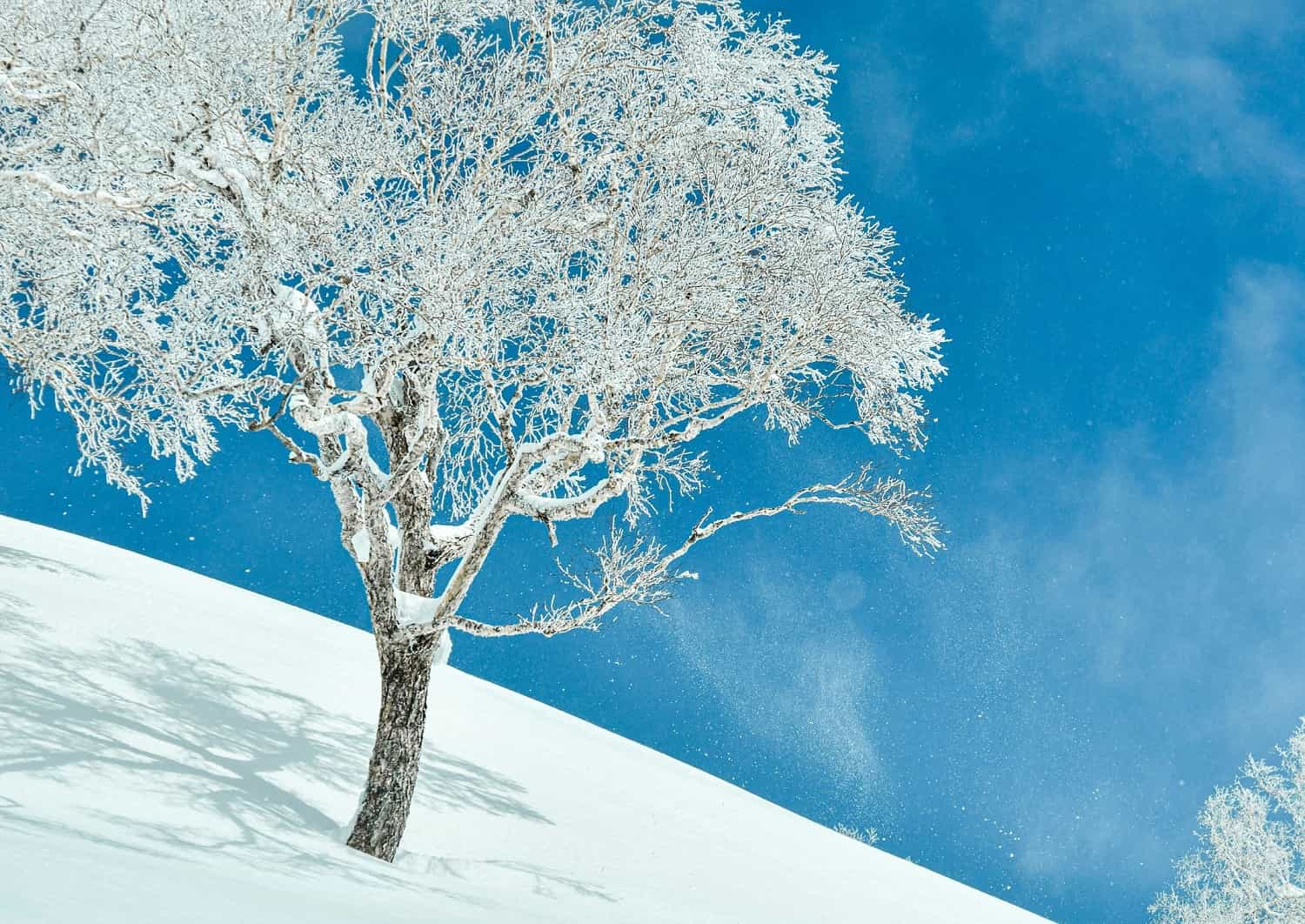 Puddersne på bjerget i Niseko, Hokkaido, Japan