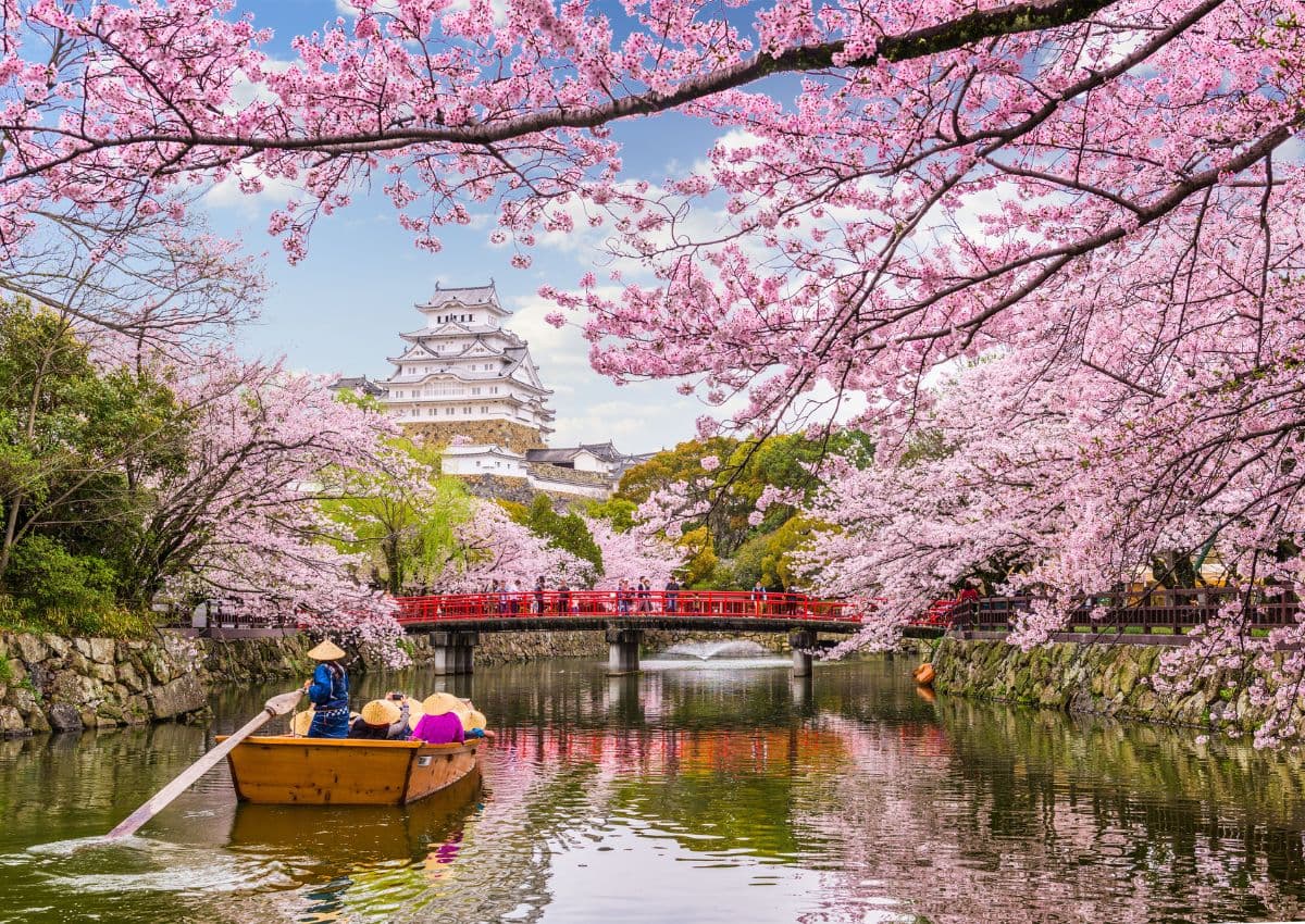 Vackra rosa körsbärsblommor framför slottet Himeji i Japan på våren