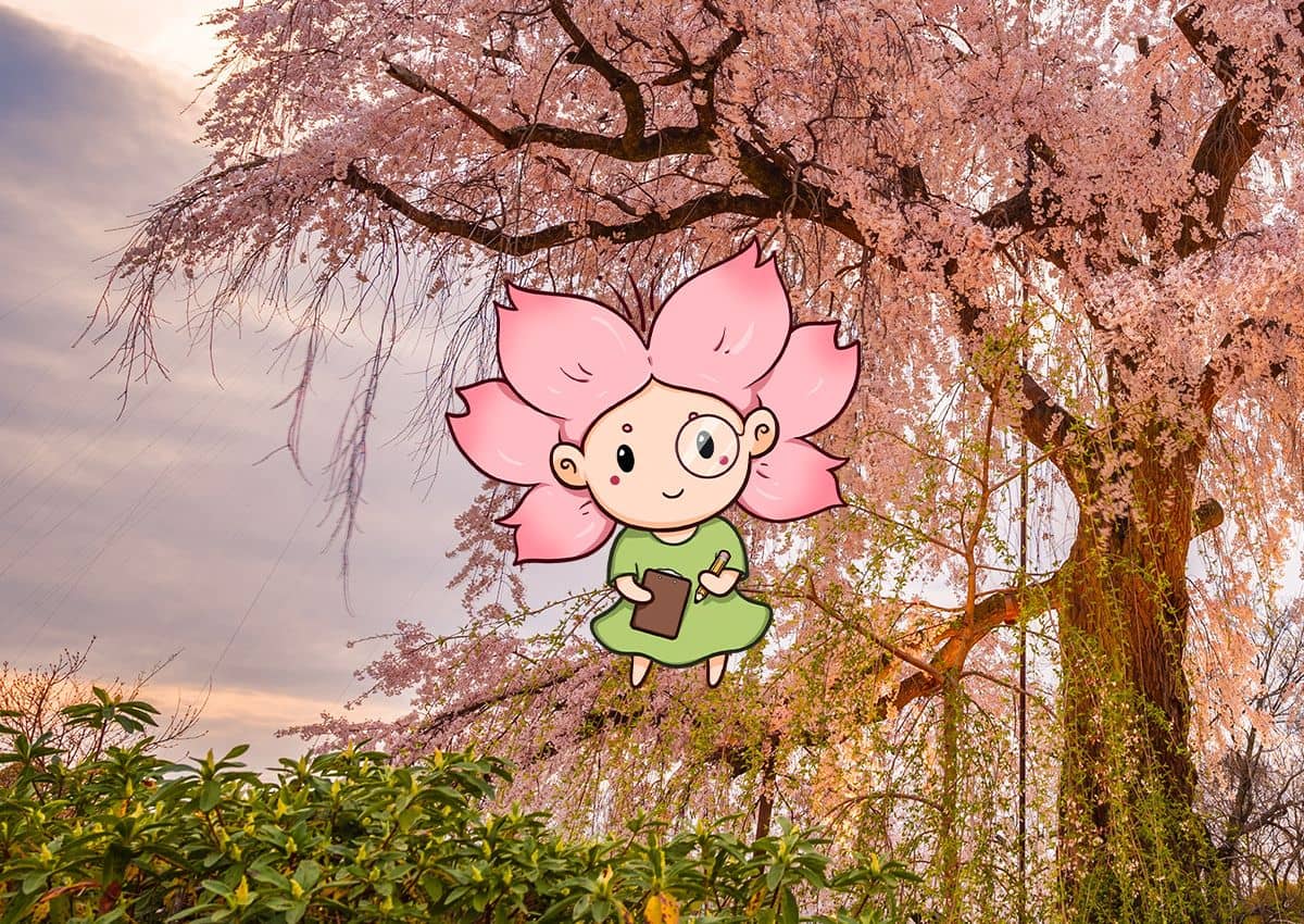 Mono-chan framför ett blommande japanskt körsbärsträd.