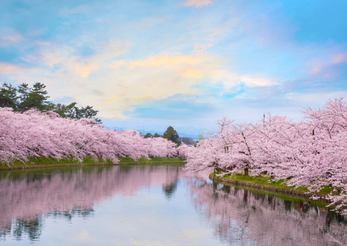  Hirosakis körsbärsblomsfestival över vattnet