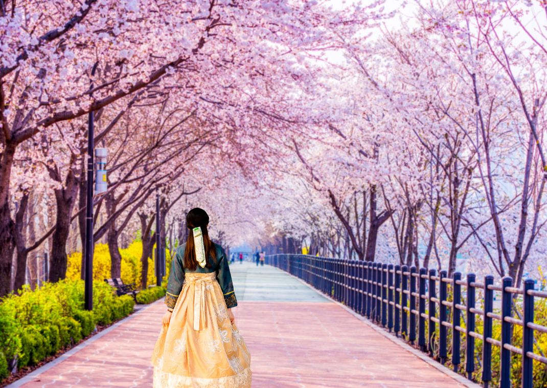 Koreansk kvinna klädd i traditionell hanbok bland blommande körsbärsträd i Sydkorea.