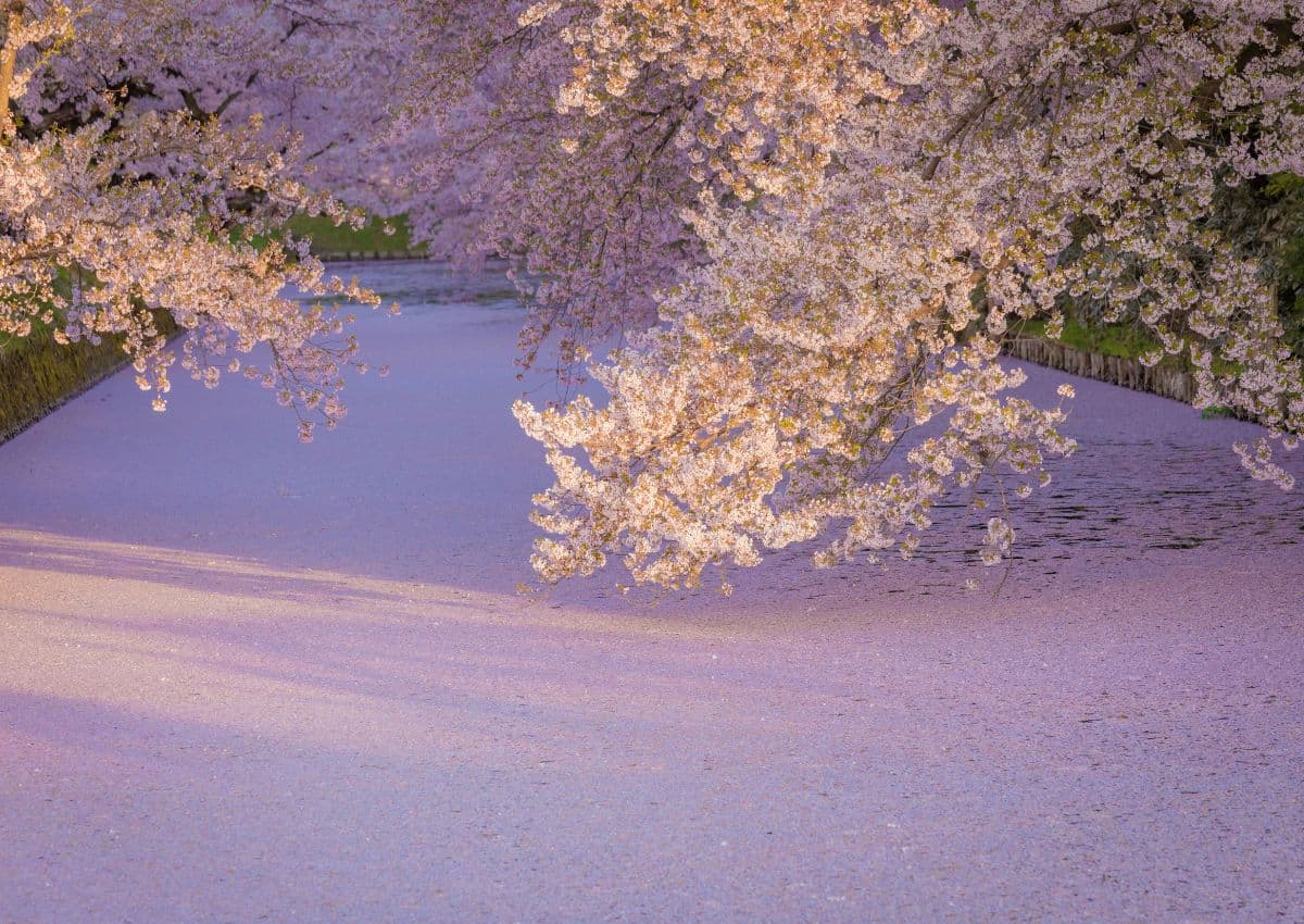 Körsbärsblomning vid Hirosaki-slottet i Aomori