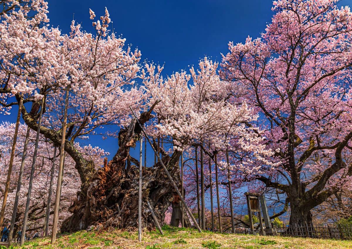 Det omkring 2 000 år gamla körsbärsträdet Jindai Zakura i Yamanashi, Japan.