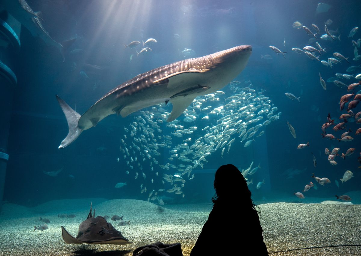 Turist tittar på en valjhaj på Osakas akvarium, Japan