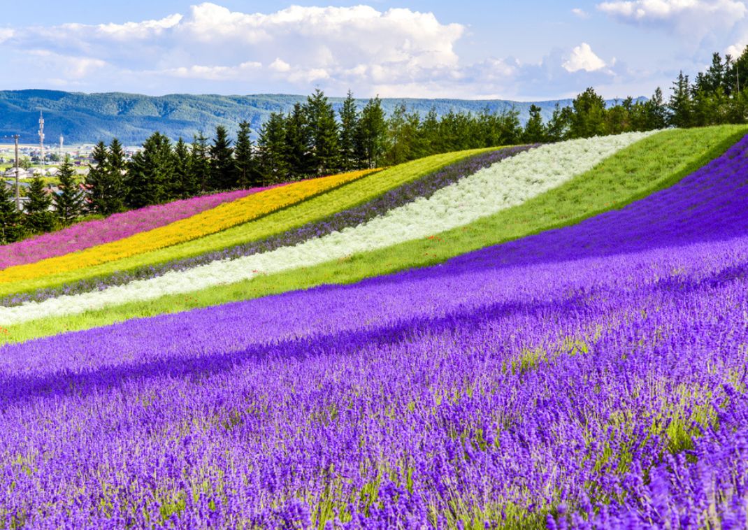 Lavendelfält på Tomita farm i Furano, Hokkaido