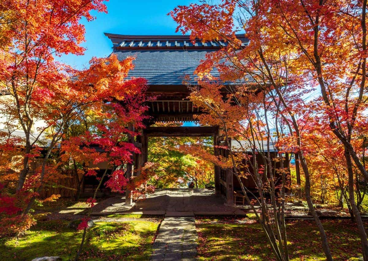 Färgsprakande höstlöv vid en japansk tempelport