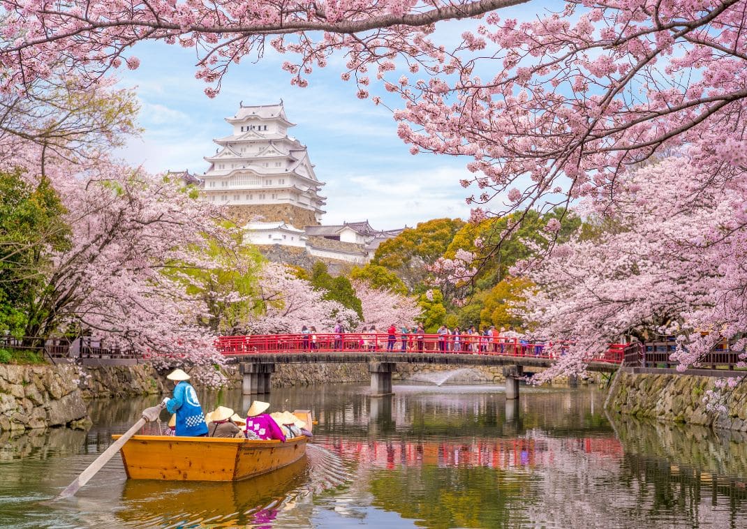 Båttur på vallgraven vid Himeji slott under vårens körsbärsblomning i Japan.
