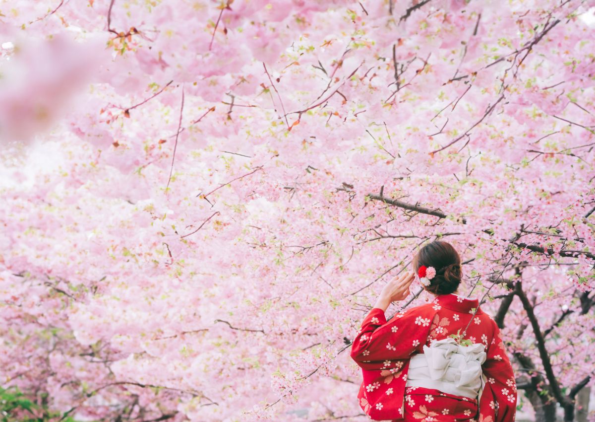 Kvinna har på sig kimono med körsbärsblommor, sakura i Japan