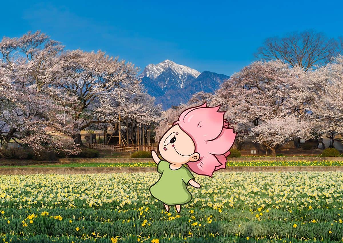 Mono-chan vid det gamla körsbärsträdet Jindai Zakura i Yamanashi.
