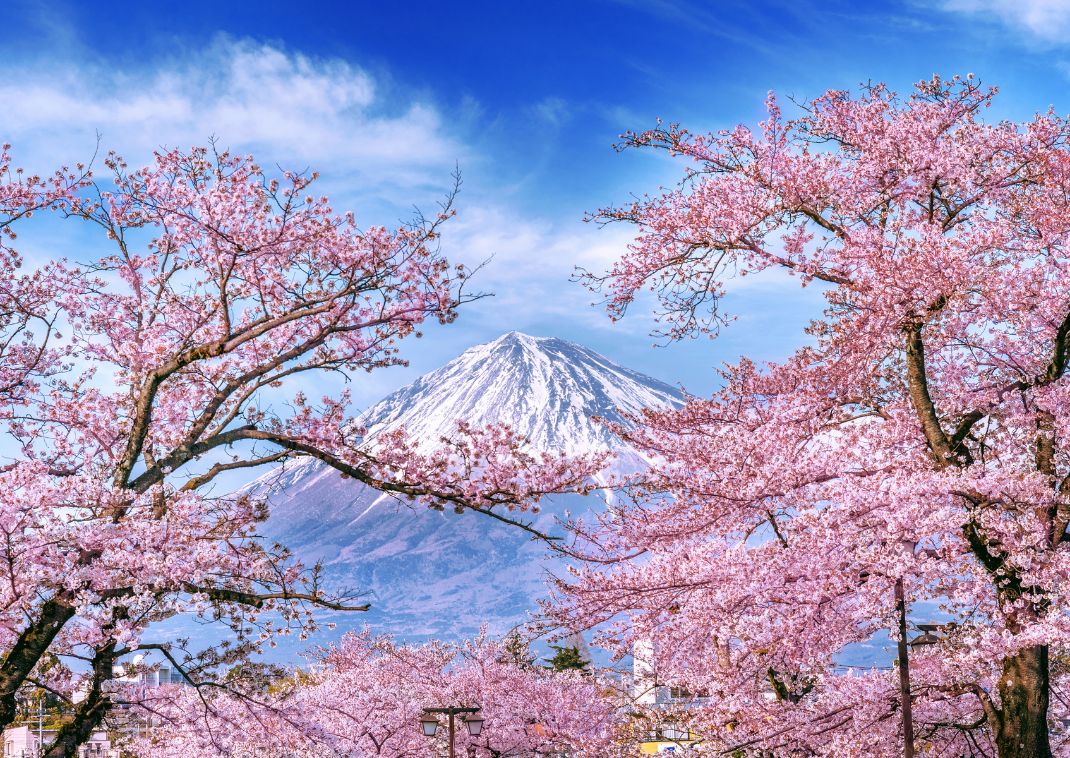 Mount Fuji med körsbärblommar, Japan