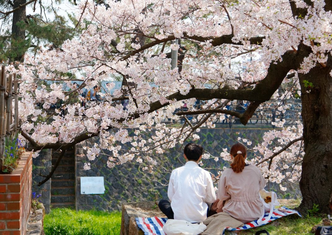 Ett par njuter av en hanami picknick under körsbärsblommorna