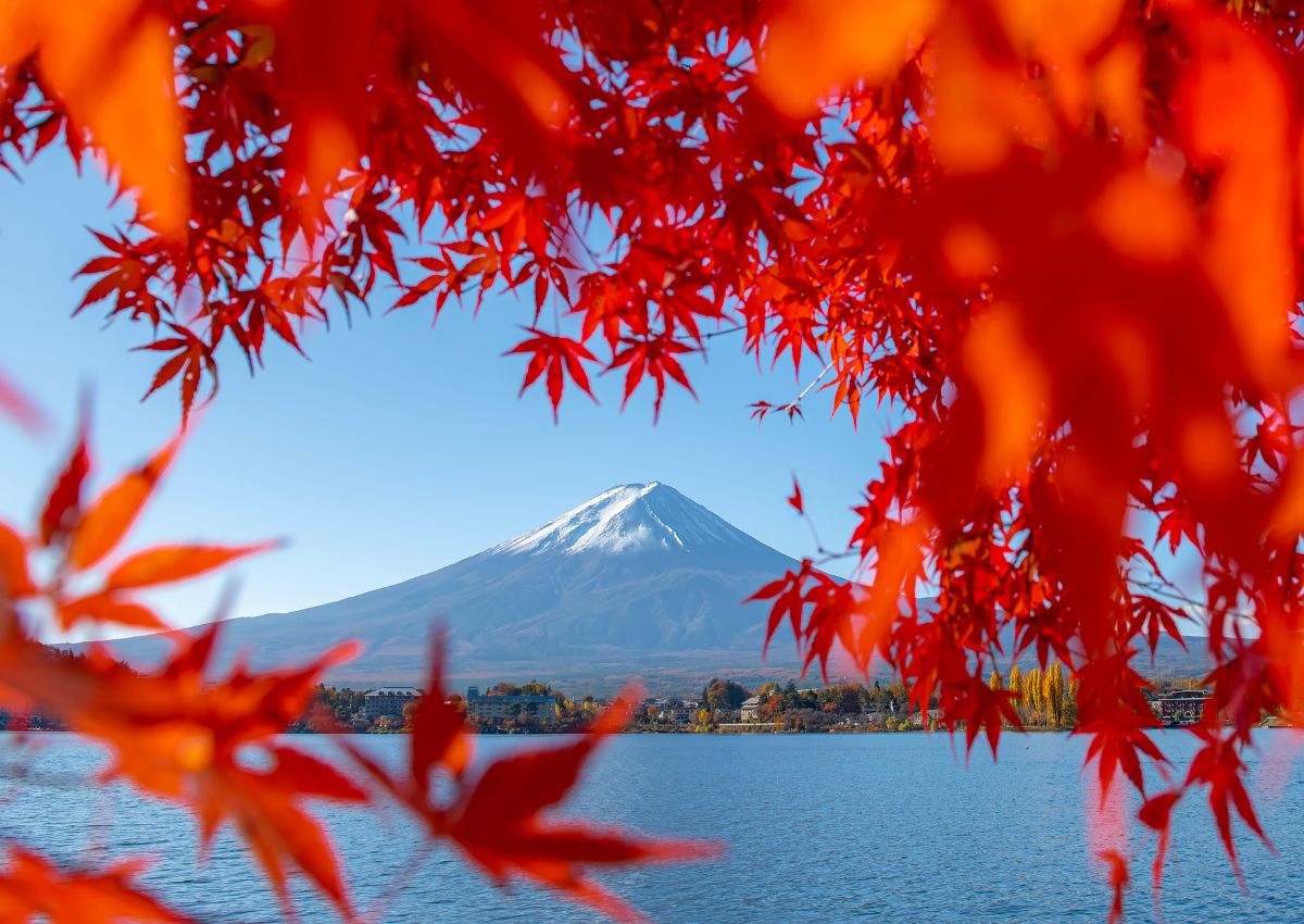 Fuji inramat av röda lönnlöv under hösten i Japan.