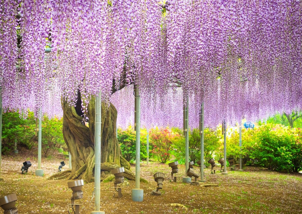 ca blåregn blommar i Ashikaga flower park i Tochigi, Japan