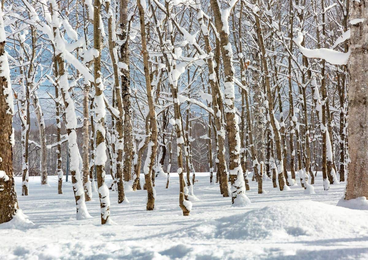 Snötäckt japansk skog på Hokkaido