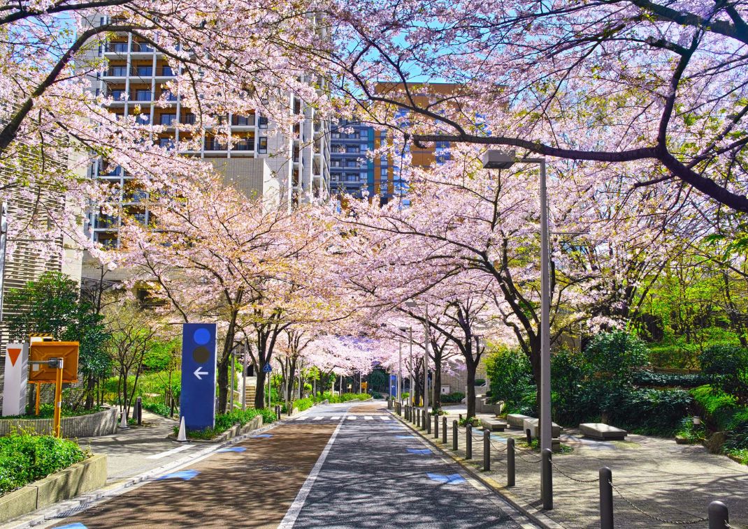 Gata med körsbärsblommor i en stad, Japan