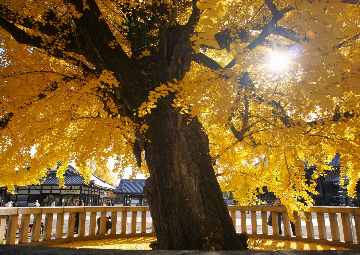 Stort ginkgoträd med gyllene höstlöv i en tempelträdgård i Kyoto.