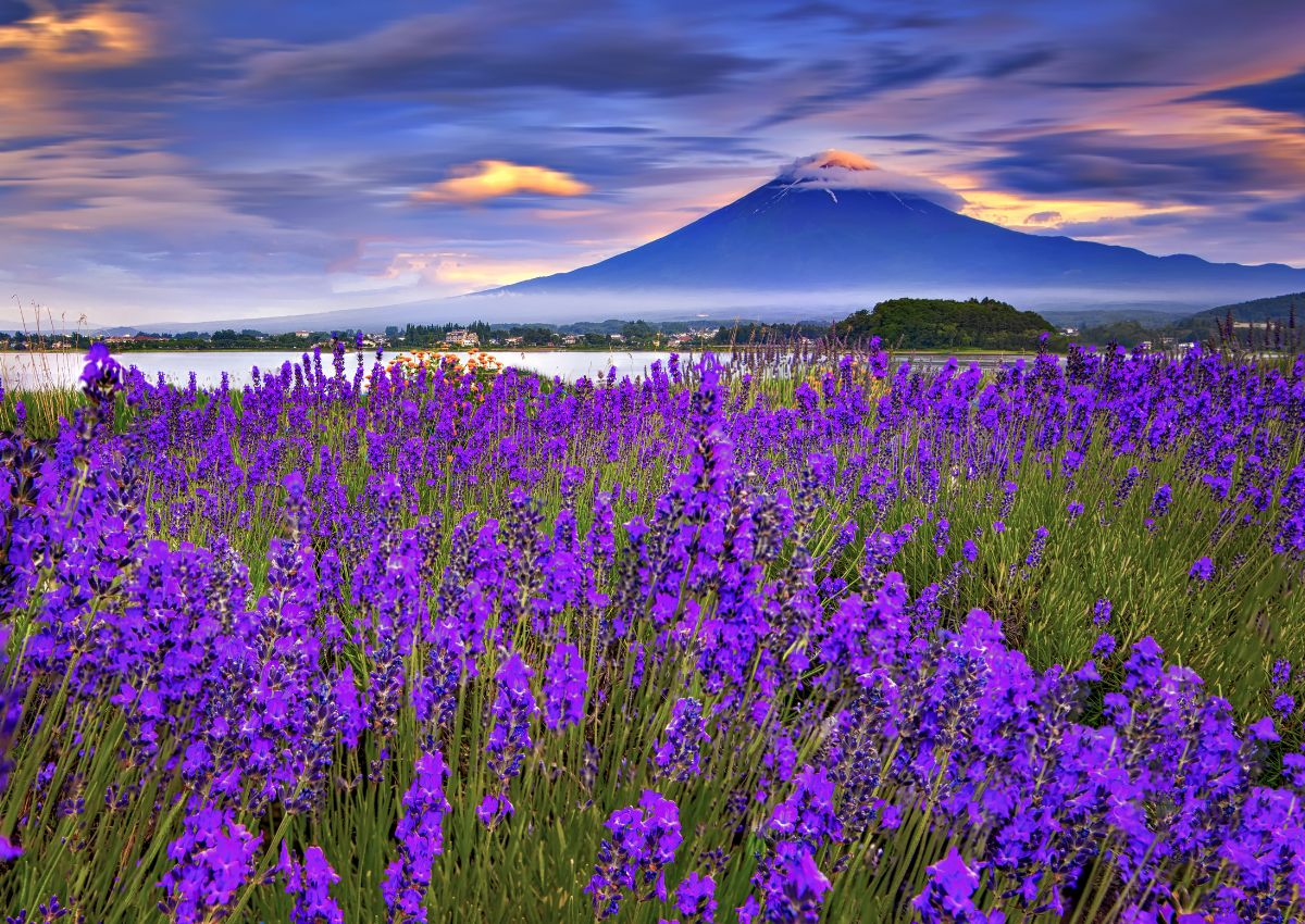 Japansk landsbygd på våren med blommande fält framför Fuji-berget