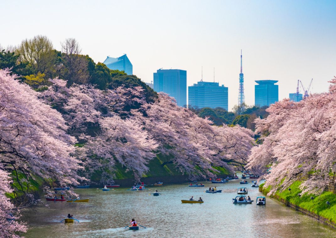 En känd hanamiplats i Tokyo, Chidorigafuchi Park, med båtar längs floden