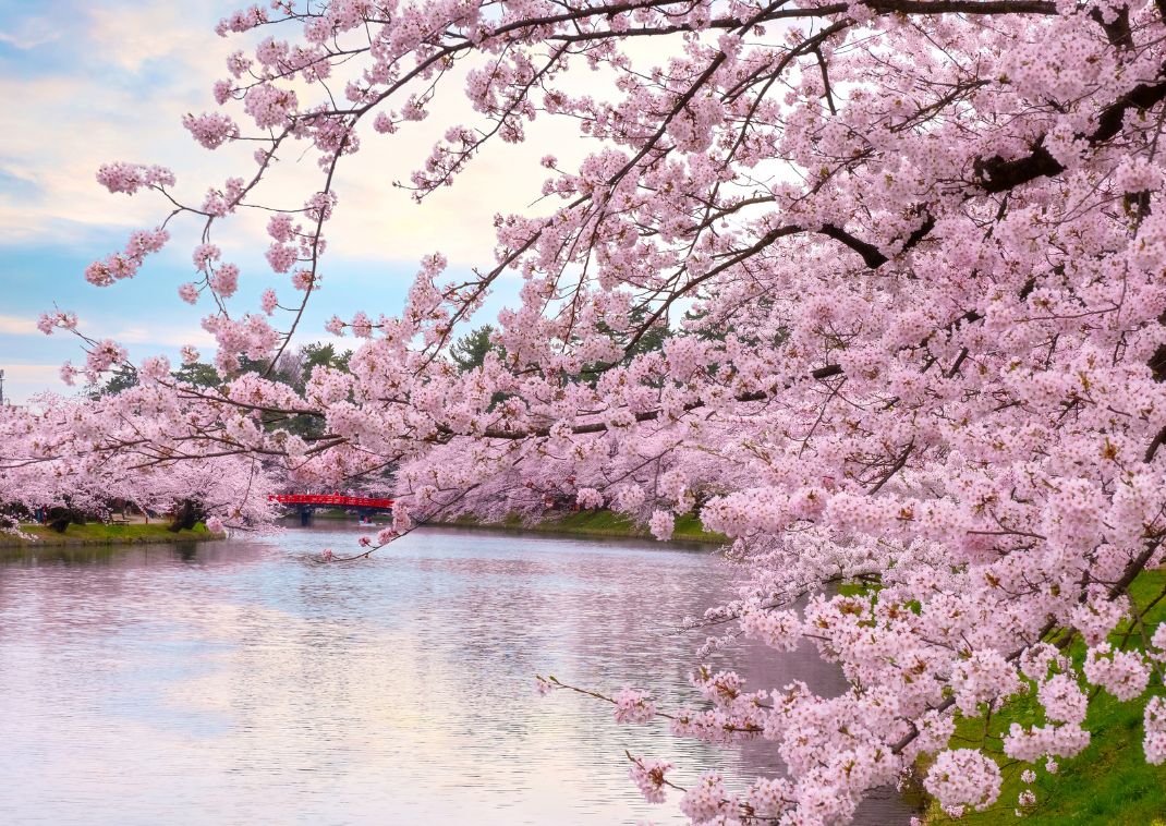 Hirosakis körsbärsblomsfestival över vattnet