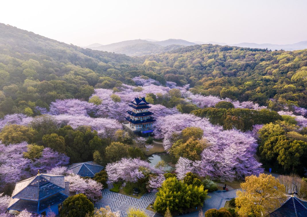 Japanskt slott omgivet av körsbärsblomning på våren.