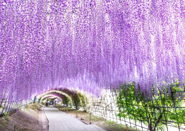Tunnel av blåsregn i Kawachi Fuji Garden