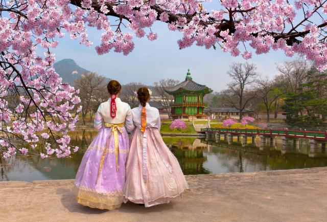 Två kvinnor i hanbok njuter sakuraens skönhet Korea 