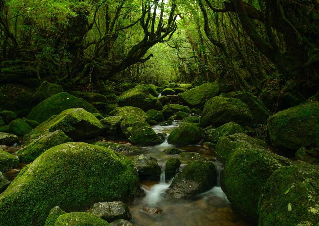 Yakushima Skog