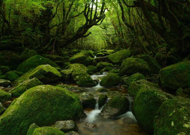 Yakushima Skog