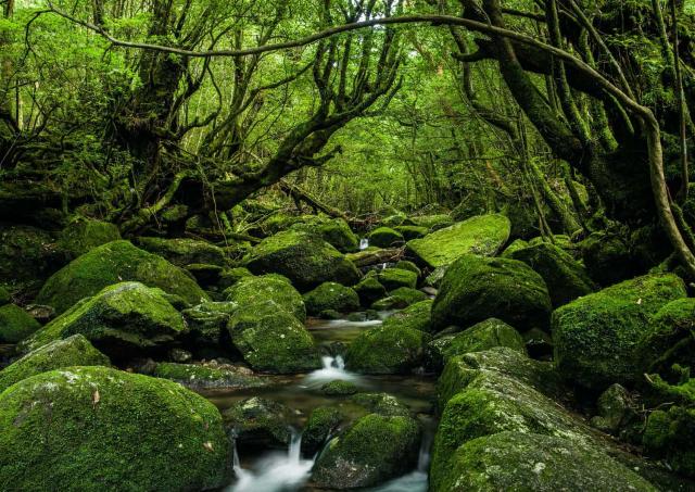 Skogarna i Yakushima