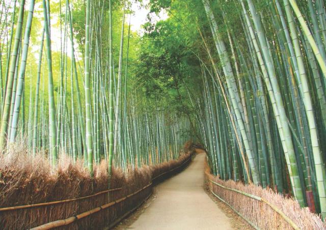 Arashiyama, Kyotos bambuskog