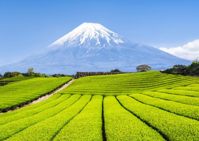 Fuji-berget med gröna teplantager i förgrunden