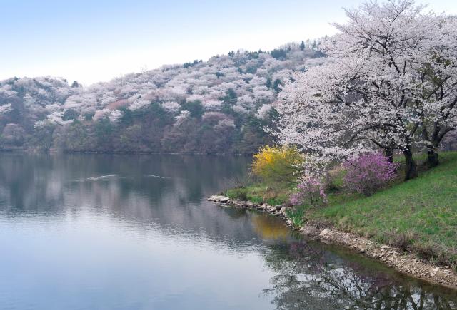 Körsbärsblommor vid sjön nära Yongin