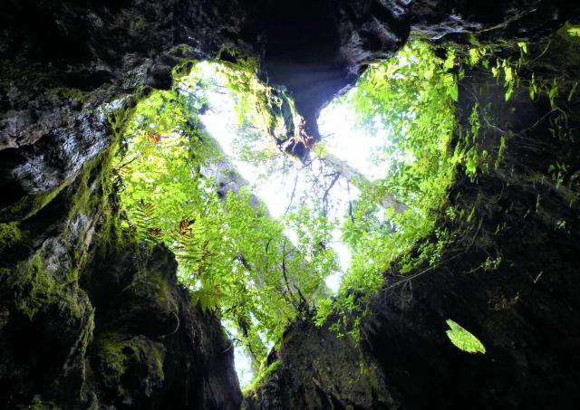 Wilsons stubbe, Yakushima