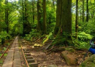 Vandringsleder och järnväg i Yakushima Forest