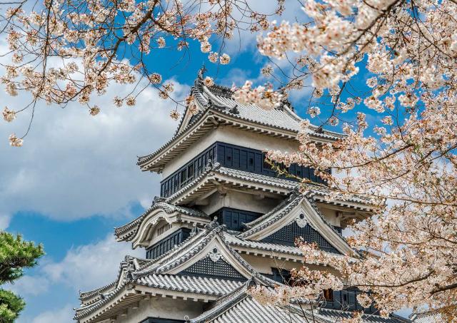 Matsumoto körsbärsblommor på våren