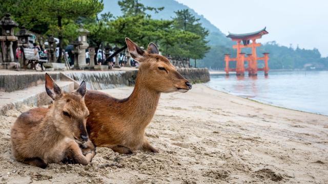 TTvå renar sitter på kusten vid Miyajima