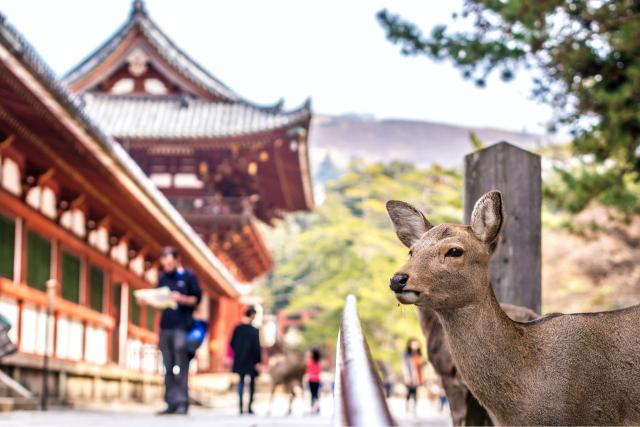 Hjort vid Kasuga Taisha Shrine, Nara