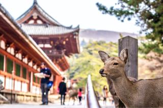 Hjort vid Kasuga Taisha Shrine, Nara