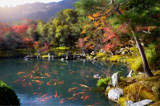 Templet Tenryu-ji, Arashiyama