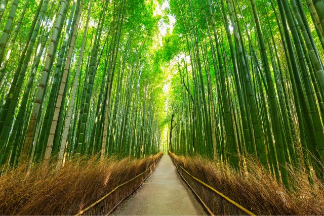 Bambuskog, Sagano, Arashiyama