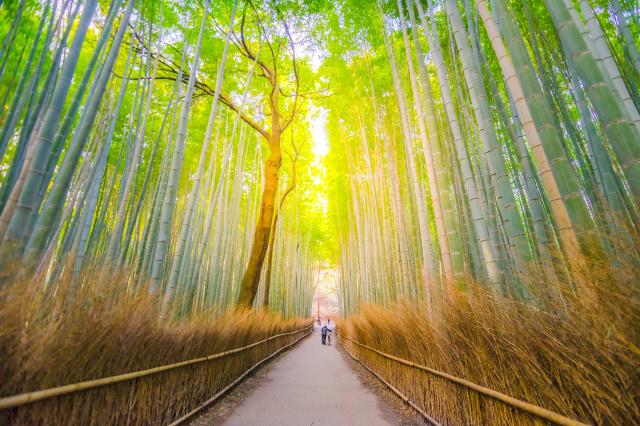 Arashiyama bambuskog