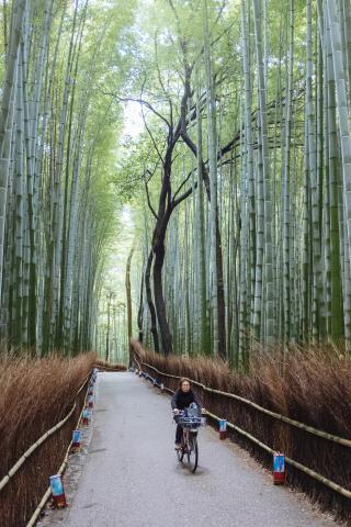 Arashiyama bambuskog