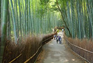 Bambuskogen Arashiyama, Kyoto