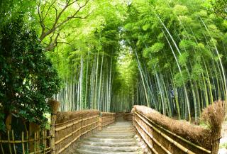 Fushimi Inari Shrine, Kyoto