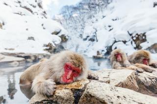 Jigokudani aapapark