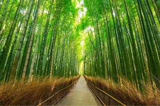 Arashiyama bambuskog