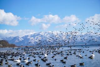 Inawashiro Lake, Sendai