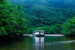 Mangroveskog, Iriomote