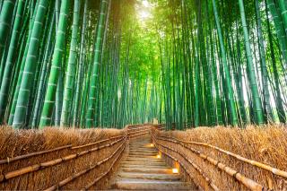 Bambuskog, Arashiyama